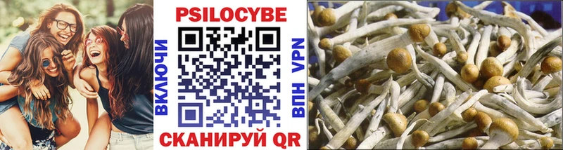 продажа наркотиков  Дербент  Галлюциногенные грибы Psilocybine cubensis 